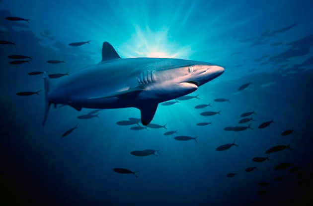 Шелковые акулы питаются рыбами меньших размеров