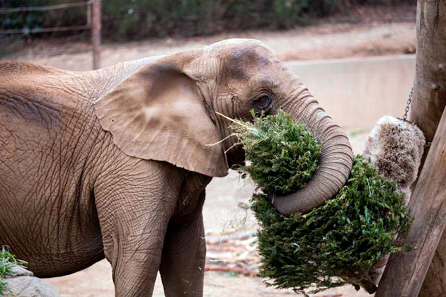 Слоны питаются исключительно растительной пищей