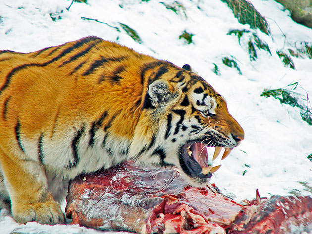 Тигр — хищник и основной его рацион животная пища