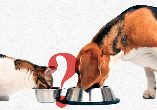 Негативный эффект кошачьего корма на организм собаки может оказать разница ингредиентов 