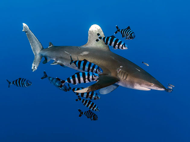 Шелковым акулам могут угрожать лишь косатки или более крупные виды акул