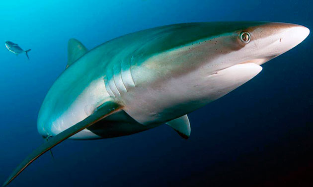 Шелковая акула обитает в водах температуры выше 23 градусов