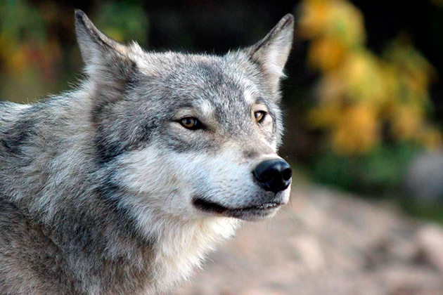 Продолжительность жизни волка в дикой природе примерно 15 лет