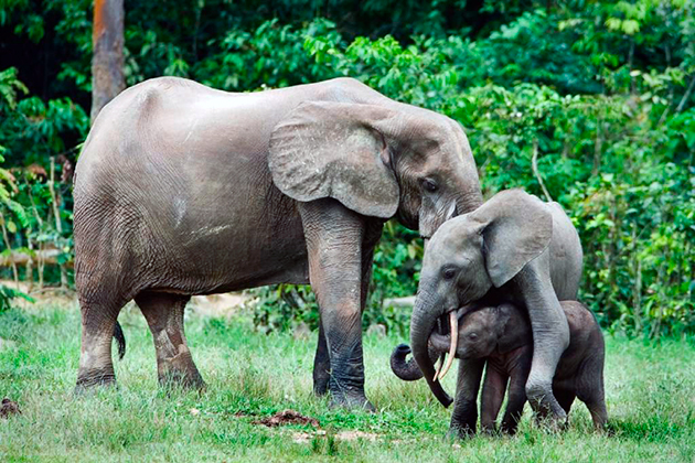 Самки слонов вынашивают потомство около полугода
