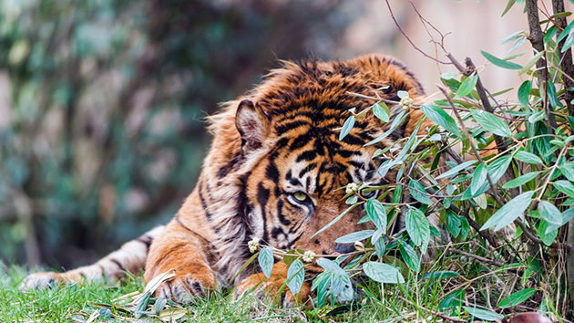 Исходя из названия, родиной суматранского тигра является остров Суматра