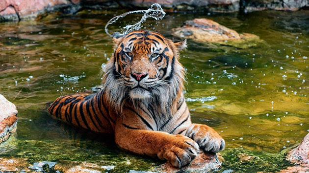 Суматранские тигры охотятся по ночам и нападают из засады