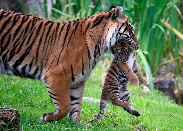 Самцы суматранского тигра активно помогают выращивать свое потомство