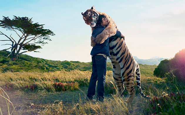 Тигры зачастую нападают на человека, когда тот заходит на их территорию или в случае опасности потомству
