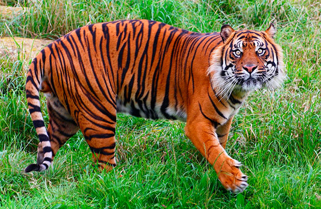 Места обитания тигров напрямую зависят от его вида