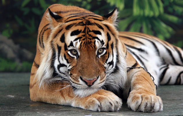 Продолжительность жизни амурского тигра напрямую зависит от того, к какому виду он относиться и варьируется от 15 до 25 лет