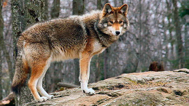 На сегодняшний день известно о 19 видов луговых собак или койотов
