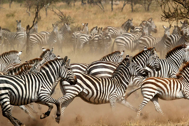 Тройка самых опасных врага для зебры: лев, гепард и леопард