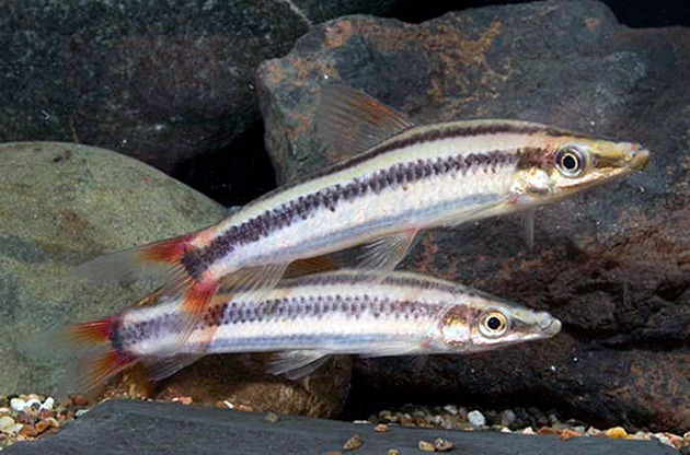 Рыбок аностомус рекомендуется содержать небольшими группа