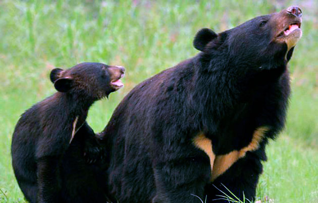 Беременность у самки белогрудого медведя длятся около 8 месяцев