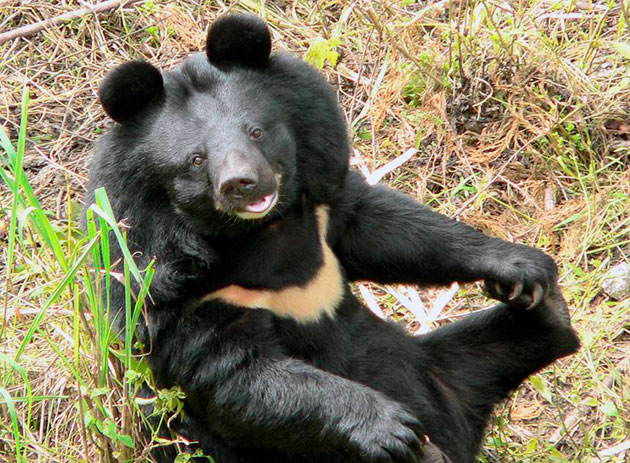 В России и Вьетнаме гималайский медведь занесен в Красную книгу
