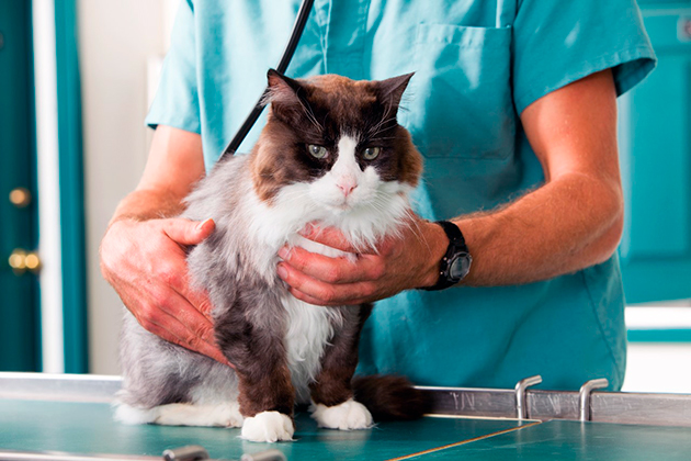 Диагностировать дисбиоз у кошки можно только в ветеринарной клиники