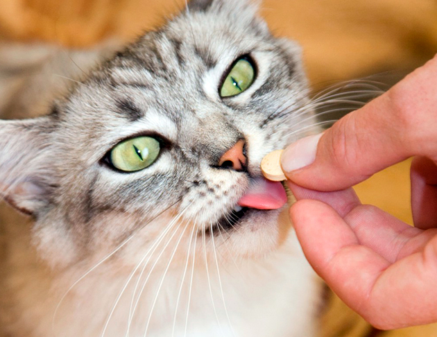 Поддерживают иммунитет у кошки лекарственные средства, но курс лечения может составить только ветеринар