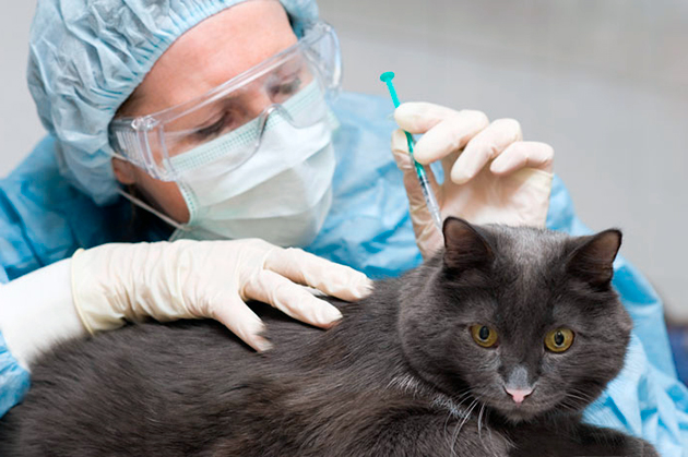 При лечение дисбактериоза у кошки назначается курс антибиотиков
