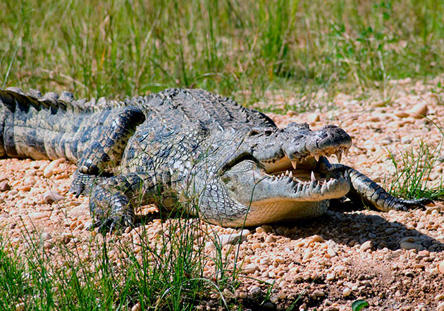 Сегодня некоторым видам крокодилов грозит угроза вымирания и они занесены в Красную Книгу
