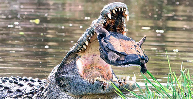 Рацион питания крокодилов обширен, но напрямую зависит от его размеров