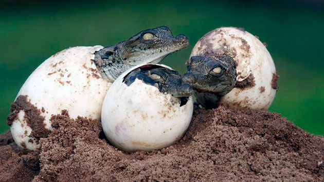 Самки крокодилов устраивают кладки на отмелях