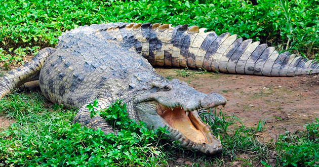 Угрозы для популяций крокодилов сегодня составляет — бесконтрольный отстрел животных