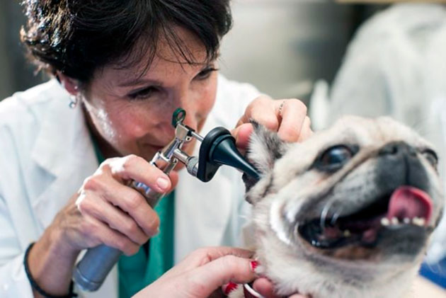 В основном отит у собаки можно обнаружить самостоятельно, но если есть сомнения — лучше обратиться к ветеринару