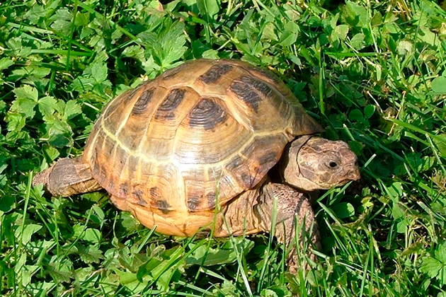 В большинстве случаев панцирь черепахи из пятидесяти пластин смешанного происхождения