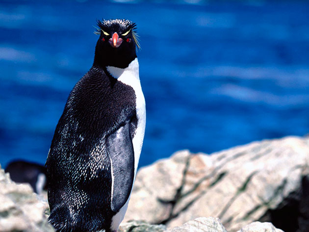 Наибольшее количество врагов пингвинов обитает в воде
