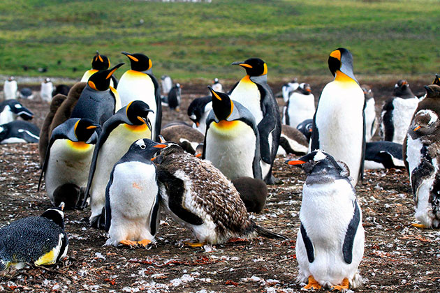 Родиной всех пингвинов принято считать Антарктиду