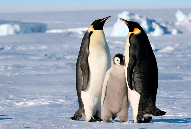 Гнездятся пингвины большими группами, а высиживают яйца как самец, так и самка