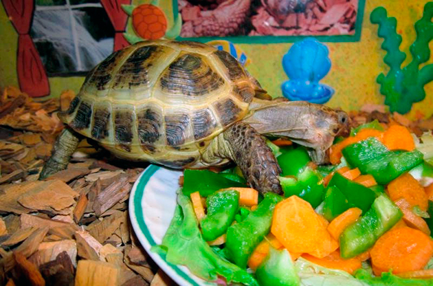 Рацион питания черепахи напрямую зависит от её вида и место обитания