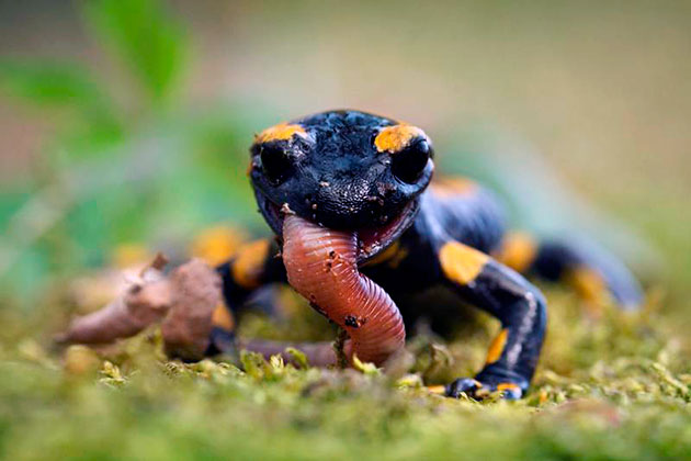 Основной рацион саламандры — это беспозвоночные животные