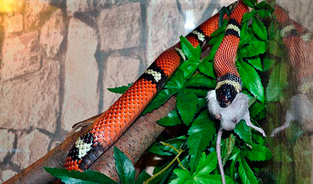 Питание змеи очень разнообразно и зависит от вида змеи