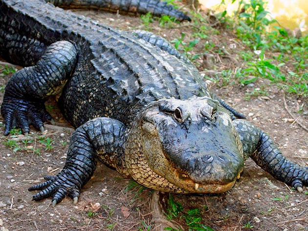 Некоторые крокодилы в виду физиологии могут доживать до 120 лет
