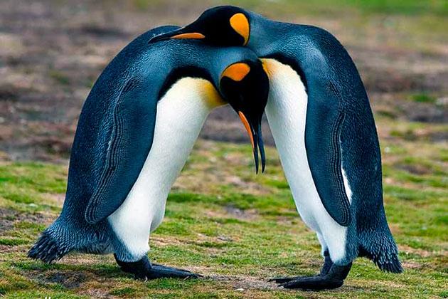 В среднем пингвины живут от 15 до 25 лет