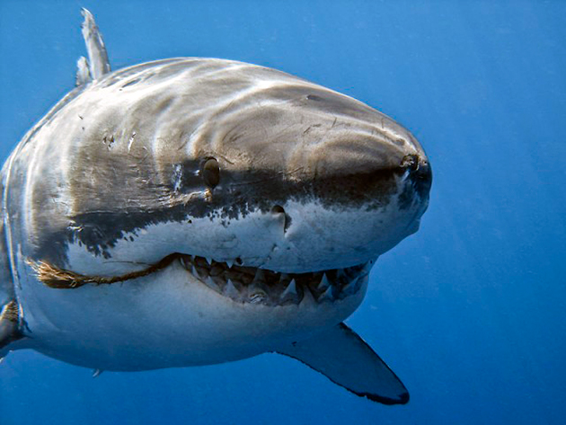 Вопреки многим мнениям акулы не всегда ведут одиночный образ жизни, бывает, что они сбиваются в большие стаи
