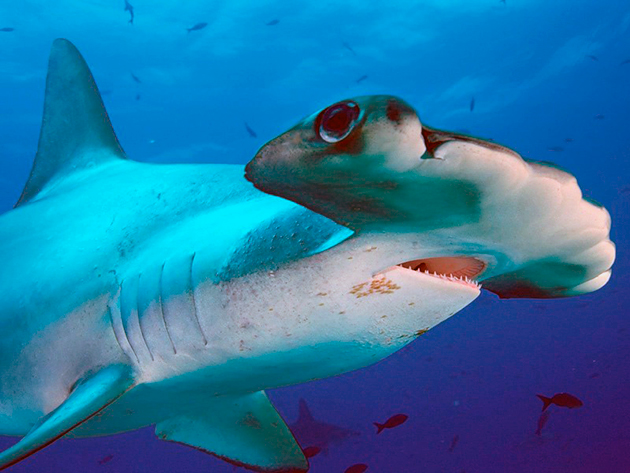 У акул отвратительное зрение, но вод другие органы чувств, работают на пять с плюсом