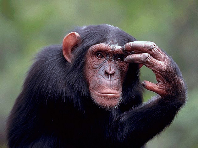 Интеллектуалом среди обезьян принято считать шимпанзе