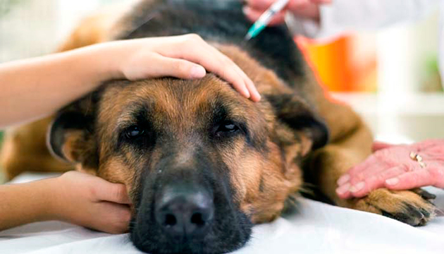 Грамотно составить план лечения при отравление собаки способен только ветеринар