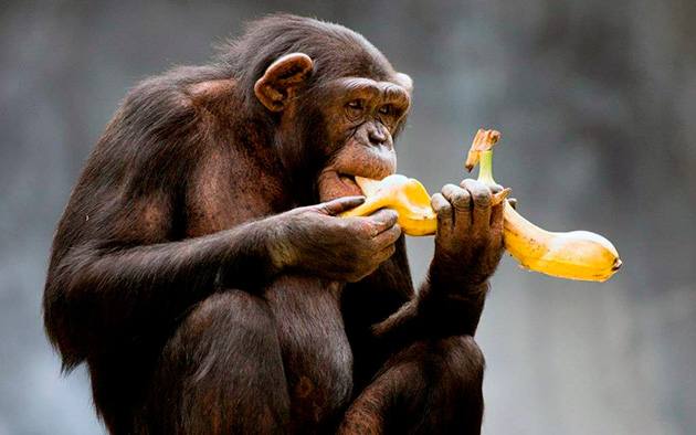 Основной рацион обезьян представляет собой растительная пища