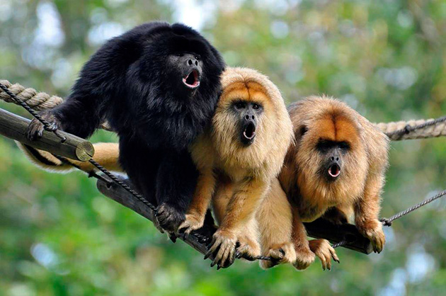 У обезьян хватает врагов в природе, но тем не менее самый главный враг для низ — это человек