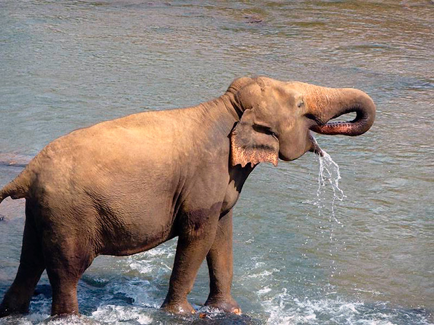С помощью хобота, в день, слон способен выпивать до 150 литров воды
