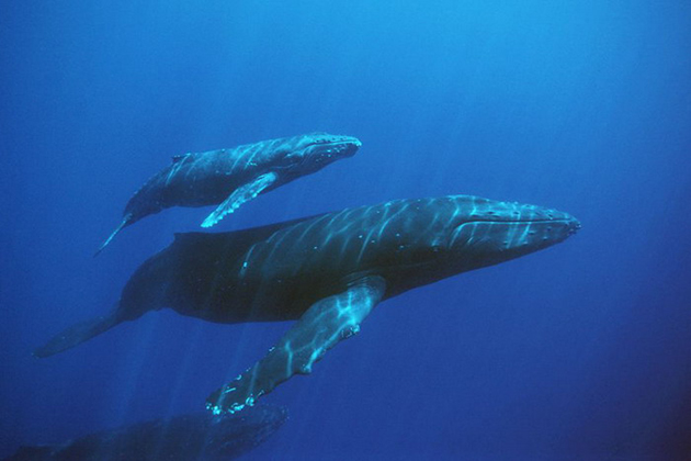 Половая зрелость у беззубых китов наступает в зависимости от их подвида