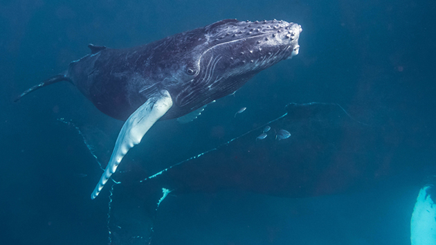 Столь малая численность усатых китов обуславливается частой гибелью гигантов при встречи с судами