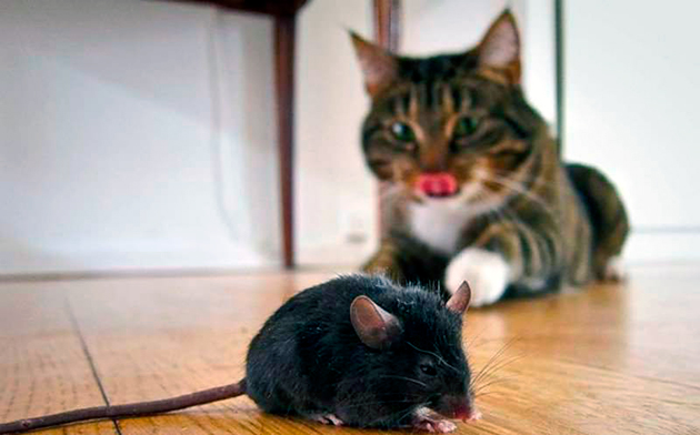 Современные кошки, если будут сыты — не станут есть мышей