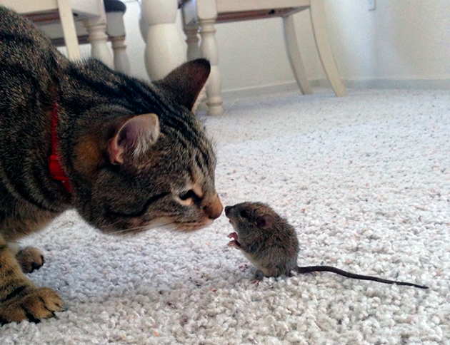 Опасность мышей для кошки может заключаться в том, что грызуны являются переносчиками опасных болезней