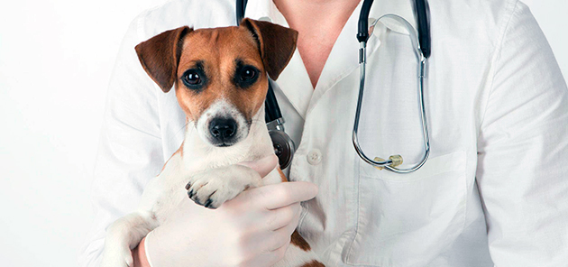 При первых признаках цистита у собак, обязательно обратитесь у ветеринару