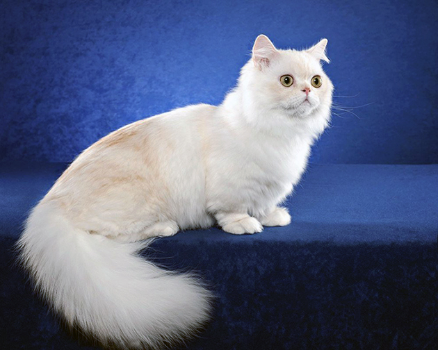 Кошка породы Наполеон