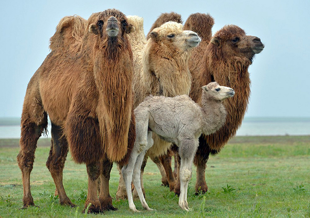 В дикой природе верблюды держаться небольшими стадами — 10-20 голов